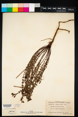 Image of Ascyrum linifolium