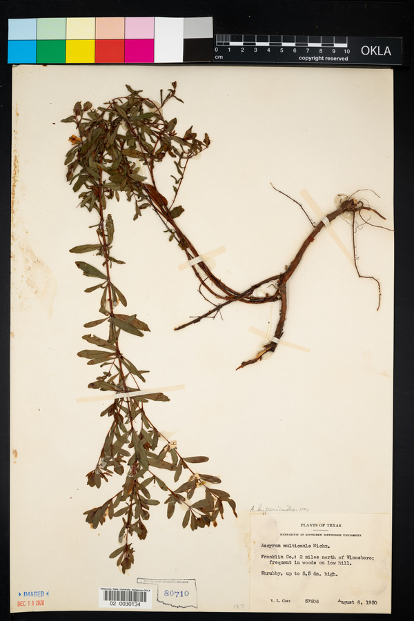 Ascyrum hypericoides image