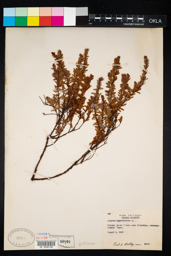 Ascyrum hypericoides image