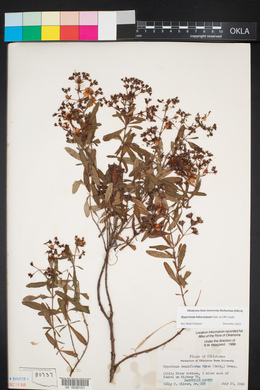 Hypericum lobocarpum image