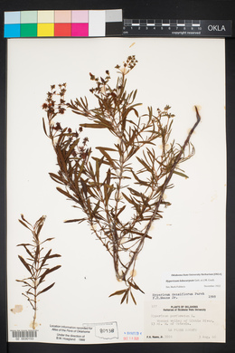 Hypericum lobocarpum image