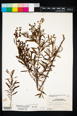 Hypericum lobocarpum image