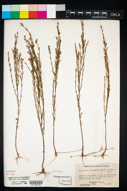 Hypericum drummondii image