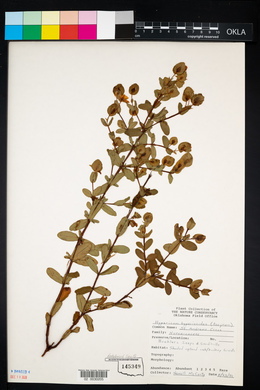 Hypericum crux-andreae image