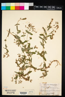 Hypericum mutilum subsp. mutilum image