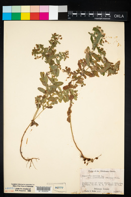 Hypericum mutilum var. parviflorum image