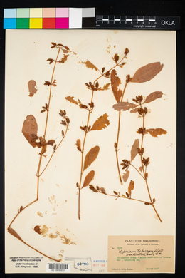 Hypericum tubulosum image