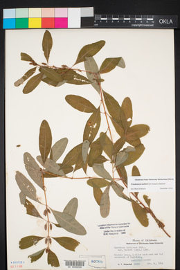 Hypericum tubulosum image