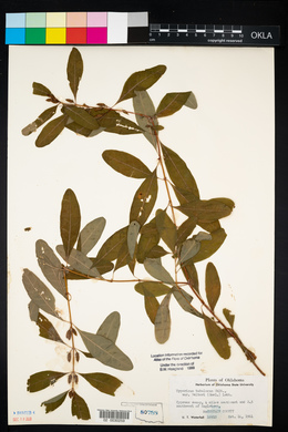 Hypericum tubulosum image