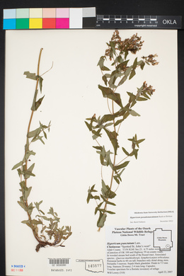 Hypericum pseudomaculatum image