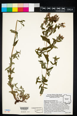 Hypericum pseudomaculatum image