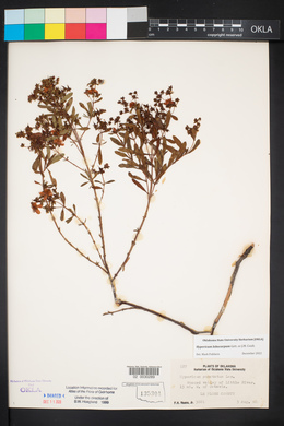 Hypericum lobocarpum image