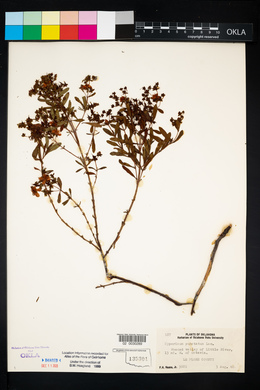 Hypericum lobocarpum image