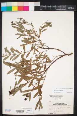 Hypericum prolificum image