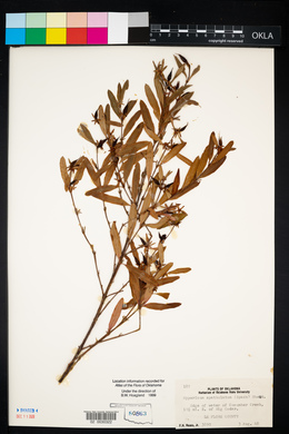 Hypericum prolificum image