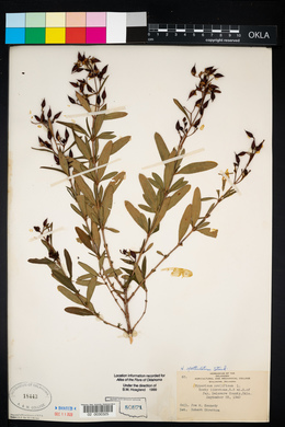 Hypericum prolificum image