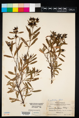 Hypericum prolificum image