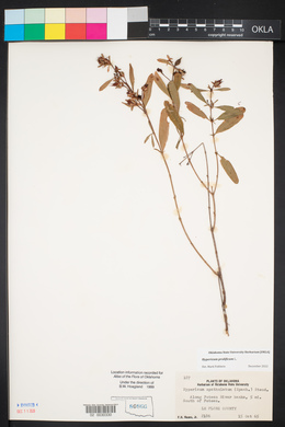 Hypericum prolificum image