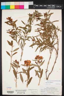 Hypericum prolificum image