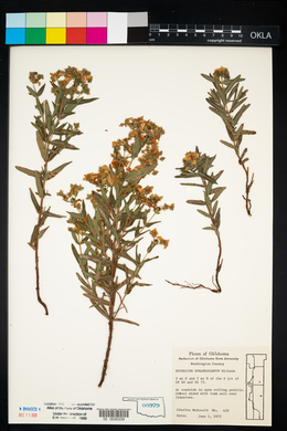 Hypericum sphaerocarpum image