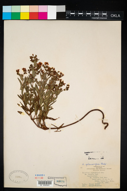 Hypericum prolificum image