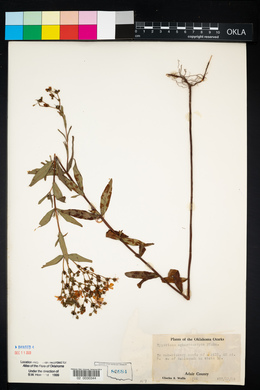 Hypericum sphaerocarpum image