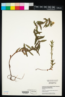 Hypericum sphaerocarpum image