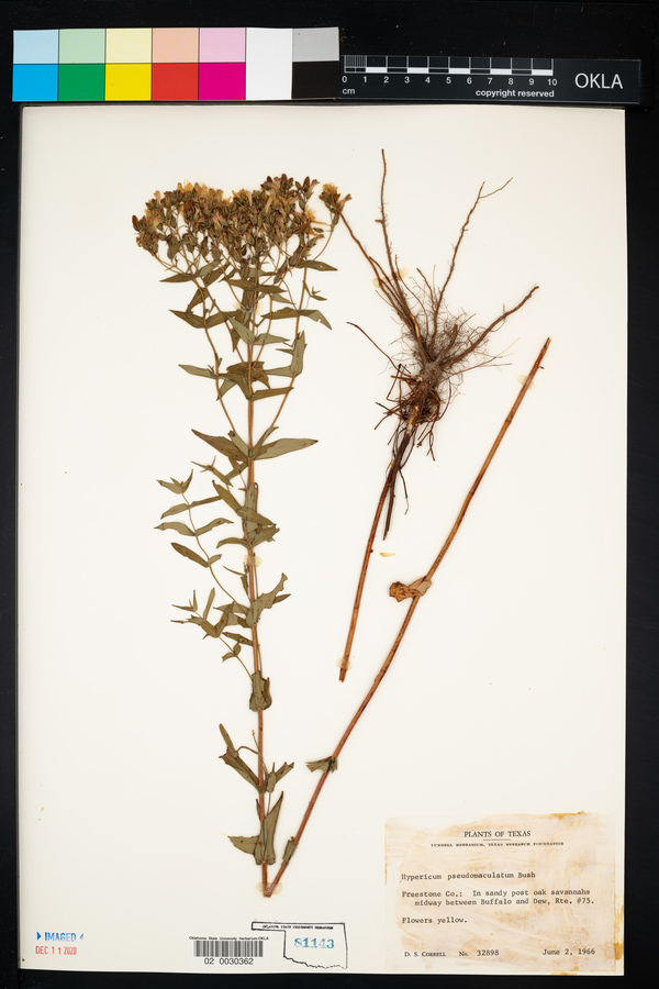 Hypericum pseudomaculatum image