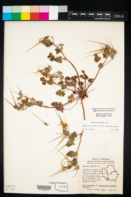 Erodium texanum image