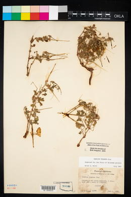 Erodium texanum image