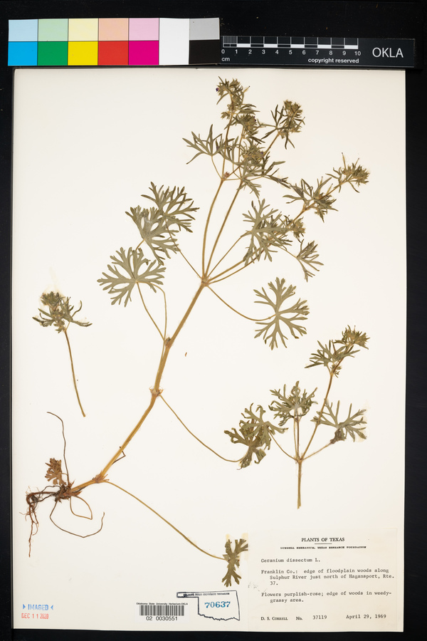 Geranium dissectum image