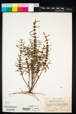 Ammannia auriculata image