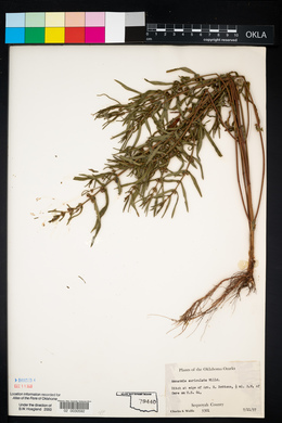 Ammannia auriculata image