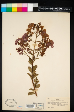 Lagerstroemia indica image