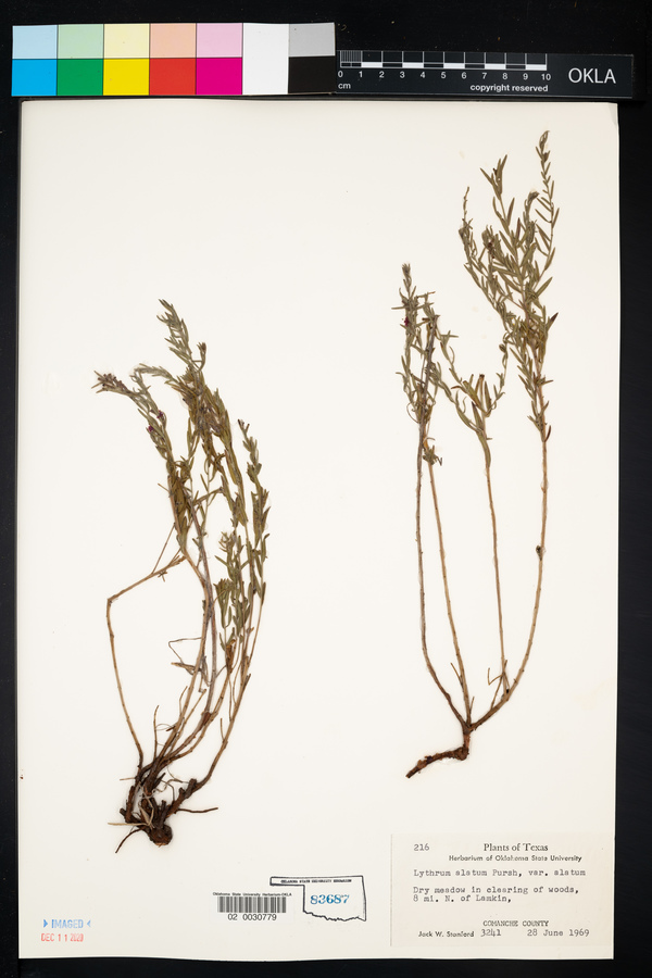 Lythrum alatum var. alatum image