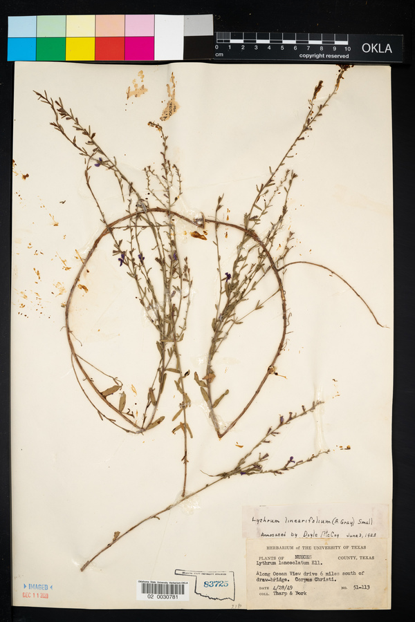 Lythrum linearifolium image