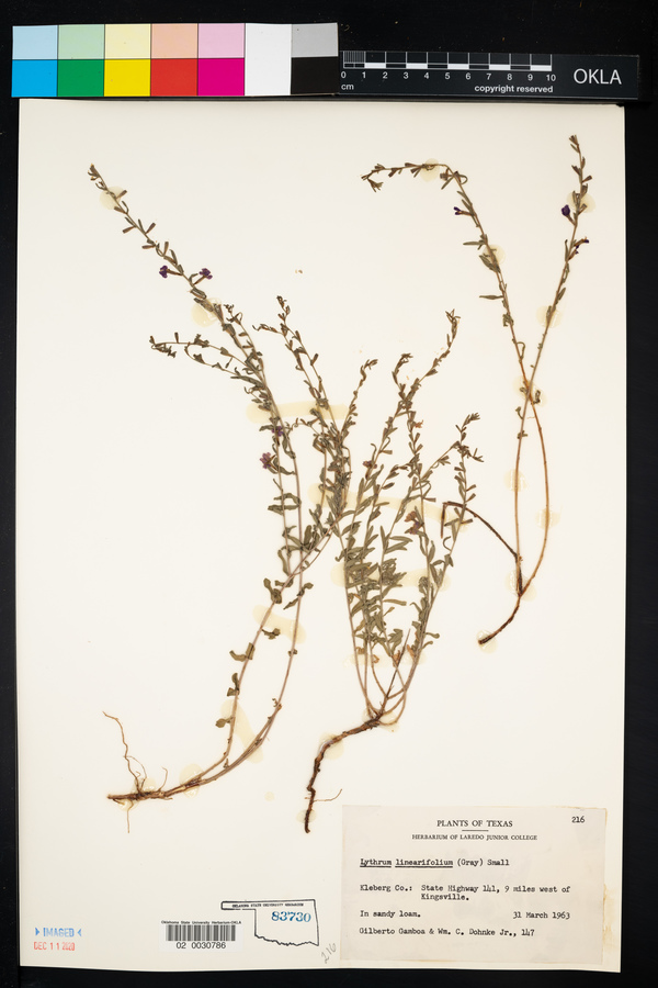 Lythrum linearifolium image