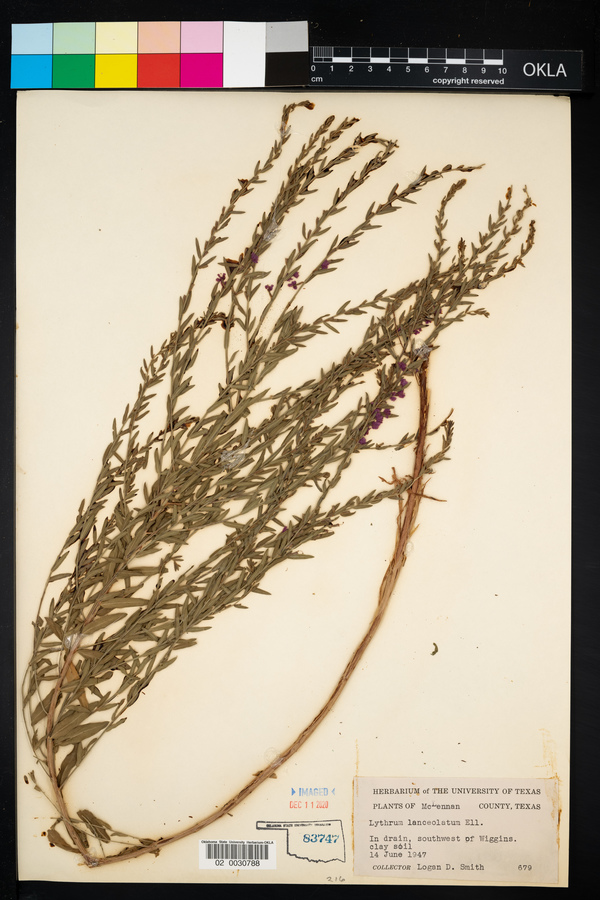 Lythrum lanceolatum image