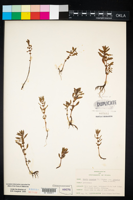 Rotala ramosior image