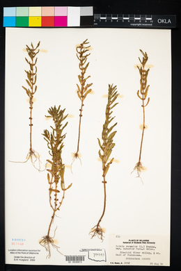 Rotala ramosior image