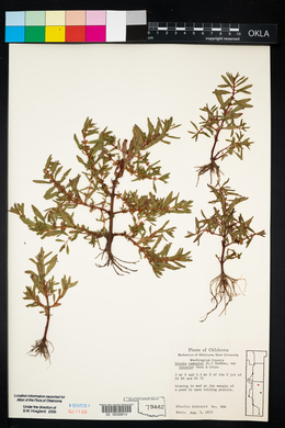 Rotala ramosior image