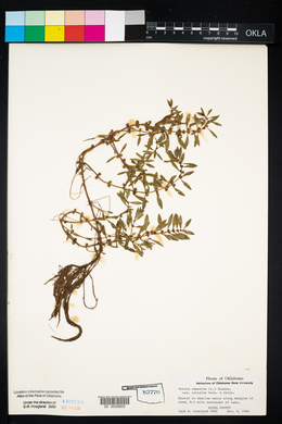 Rotala ramosior image