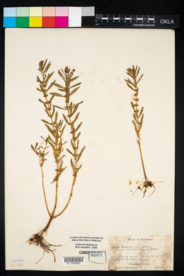 Rotala ramosior image