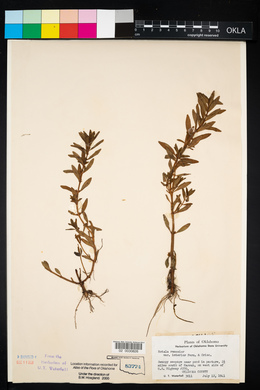 Rotala ramosior image