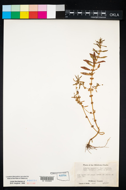 Rotala ramosior image