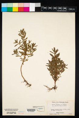 Rotala ramosior image