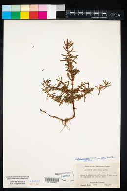 Rotala ramosior image