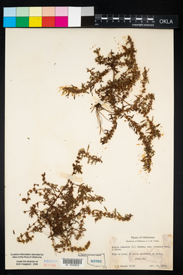 Rotala ramosior image