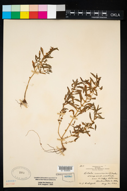 Rotala ramosior image