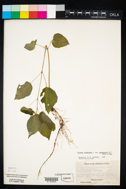 Circaea canadensis image